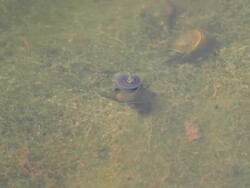 Snail Stock Footage