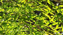 Movement of bamboo leafs Stock Footage
