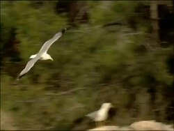 Herring Gull (Larus argentatus) in flight, Granada Province, Andalucia, Spain Stock Footage