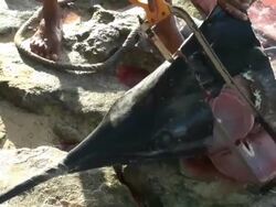 Dramatic live reportage of a poaching episode (marlin dissection) Stock Footage