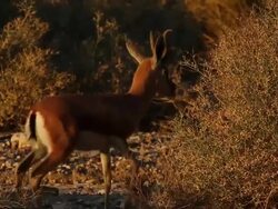  Dorcas Gazelle (Gazella dorcas) adult male eating thornbush Stock Footage