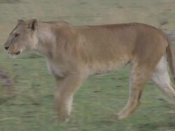 MS TS Shot of lioness walking / Tanzania Stock Footage