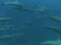 MS Large pod of spinner dolphin / Guanacaste, Costa Rica Stock Footage