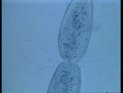 CU microscopic view of two Paramecium conjugating Stock Footage