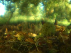 Conkers falling on ground, soft focus Stock Footage
