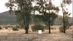 A predator shield waits under three trees. Stock Footage
