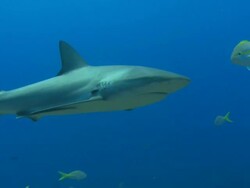 Caribbean reef sharks, Carcharhinus perezi, over reef, parasite on gill. Bahamas  Stock Footage