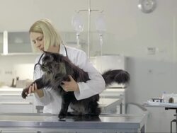 Female Vet Examining A Longhair Cat Stock Footage