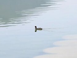 Duck swimming in a placid lake Stock Footage