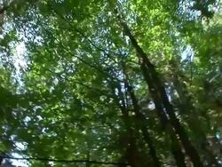 HD: Forest spinning Stock Footage