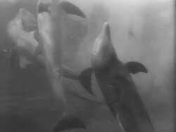 Rare Risso's Dolphins on Display Stock Footage