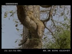 Leopard, Panthera pardus, laying in tree, MS, Botswana Stock Footage
