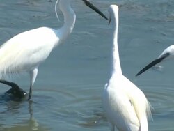 MS Shot of little egret (Egretta garzetta) catching fish in its beak and eating / Ma'ayan Zvi, Carmel, Coast Israel Stock Footage