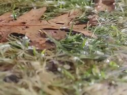 Detailed tracking shot of wet grass and leaves in the rain. - Model Released - 1920x1080 - HD Stock Footage