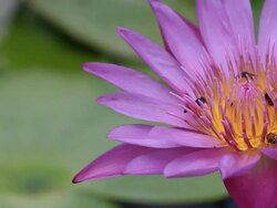 Work bees on pink Water Lily. Stock Footage
