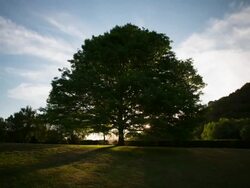 TIME LAPSE: Backlit Tree Stock Footage