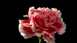 Carnation flower in beautiful light with water drops Stock Footage