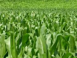 Corn Fields Stock Footage
