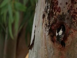 Syrian Woodpecker (Dendrocopos syriacus) feeding chicks in the nest, Eucalyptus tree Stock Footage