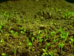 CU T/L cress seedlings growing Stock Footage