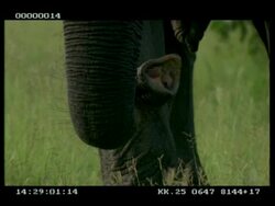 CU of African Elephants (Loxodonta africana) trunk tip moving Stock Footage