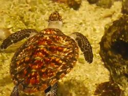 Swimming Turtle Stock Footage