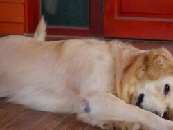 Playful Golden Retriever Dog Stock Footage