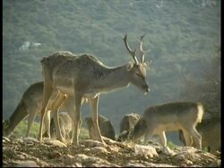 Herd of Mesopotamian Fallow Deer, Dama mesopotamica, grazing, MS, Israel Stock Footage