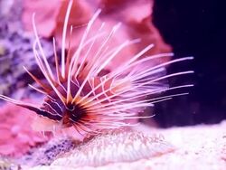 Underwater lionfish and corals. Stock Footage