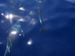 Dolphins in Sea Stock Footage