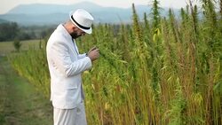 Cannabis. Stock Footage