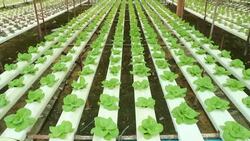 HD : Hydroponic Vegetable Farm Stock Footage