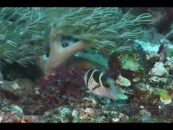 Saddled puffer fish (Canthigaster valentini) Stock Footage