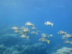 Coral And Fish Stock Footage