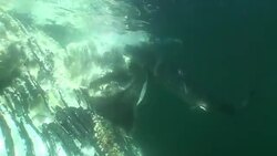 A shark tears at the fatty carcass of a whale. Stock Footage