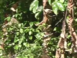 River side vegetation in the Rain Forest Stock Footage