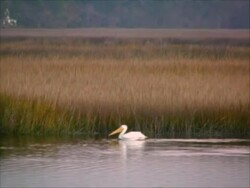 white pelican Stock Footage