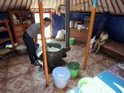 MS Nomad woman making cheese in yurt / Central-south Mongolia, Mongolia Stock Footage