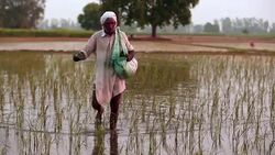 Farmer Spreads fertilizers in the Field of Paddy Rice plants. Stock Footage
