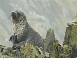 MS, Immature southern fur seal (Arctocephalus gazella) on lichen covered rocks in rain, South Georgia Island, Falkland Islands, British overseas territory Stock Footage