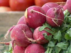 CU of fresh radishes, La Cancha Market, Cochabamba, Bolivia Stock Footage