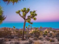 Joshua Trees Stock Footage