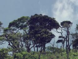 MS T/L Clouds moving over forest / Guanacaste, Costa Rica Stock Footage