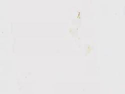 Sunday Text Animation Stock Footage