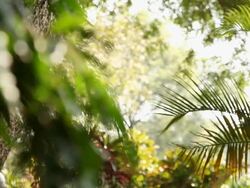 Couple running in a park  Stock Footage