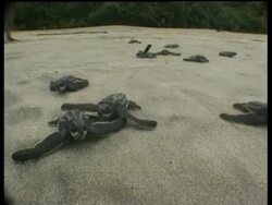 Baby Leatherback turtles (Dermochelys coriacea) crawling to the sea on sand, Papua New Guinea Stock Footage