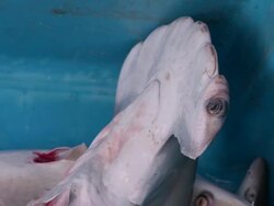 ECU ZO Dead juvenile finned hammerhead sharks in crate / Brunei, Brunei Darussalam Stock Footage