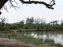 WS Rhinos near pond / Save Valley, Southern Zimbabwe, Zimbabwe Stock Footage