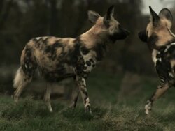 SLO MO wide angle African wild dogs (Lycaon pictus) trotting about, come together, UK Stock Footage