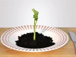 Germinating food Stock Footage